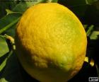 Limon limon ağacı meyvesi. Ekşi bir tadı vardır